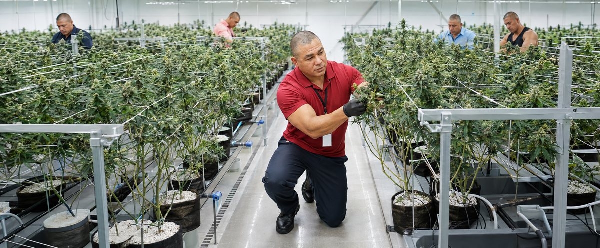CBD Thang — Faq